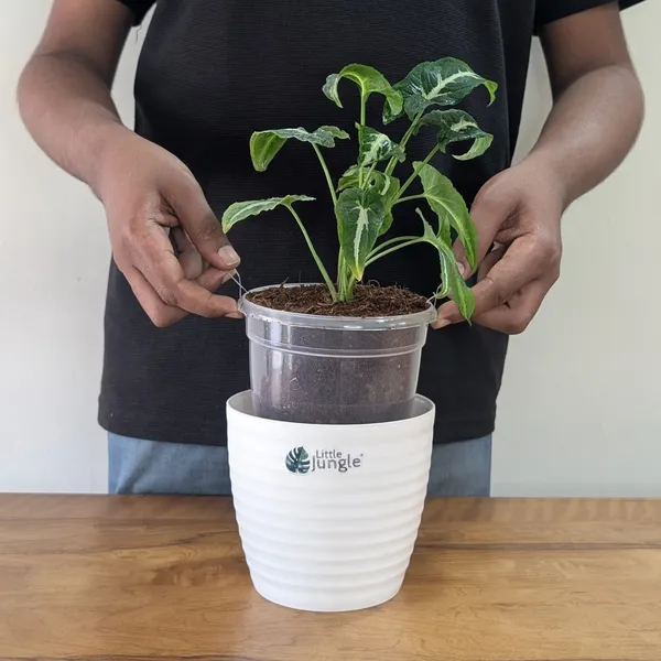 Syngonium_Wendlandii,_With_White_Decor_Plant