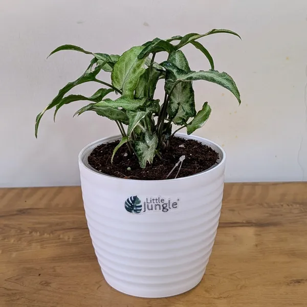 Syngonium_Starlight,_With_White_Decor_Plant
