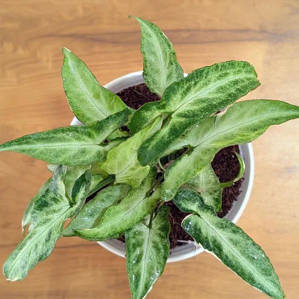 Syngonium_Starlight,_With_White_Decor_Plant