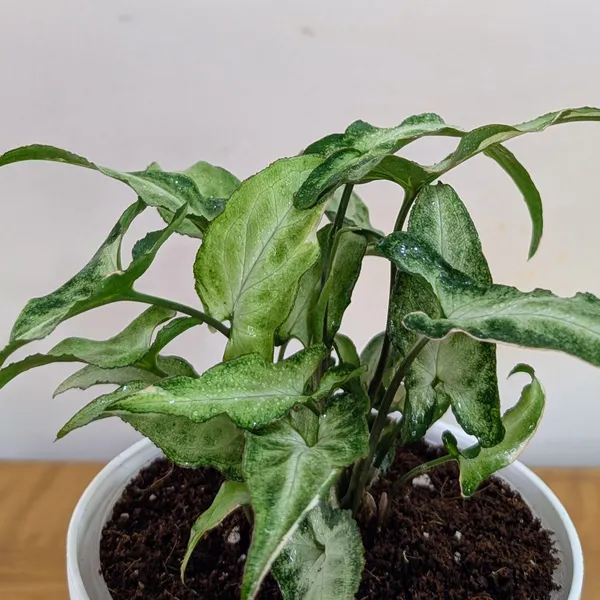 Syngonium_Starlight,_With_White_Decor_Plant