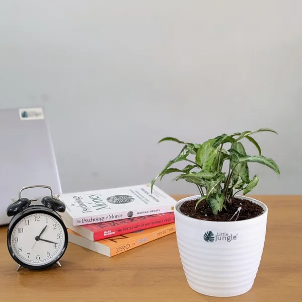 Syngonium_Starlight,_With_White_Decor_Plant