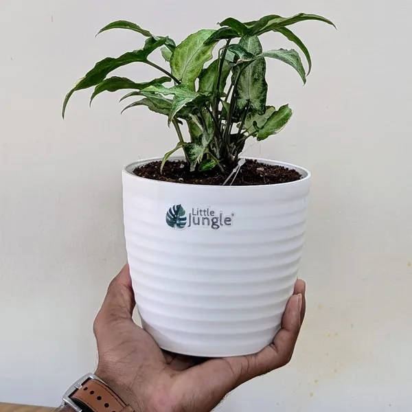 Syngonium_Starlight,_With_White_Decor_Plant