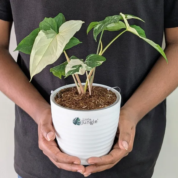 Syngonium_Albo_Variegata,_With_White_Decor_Plant