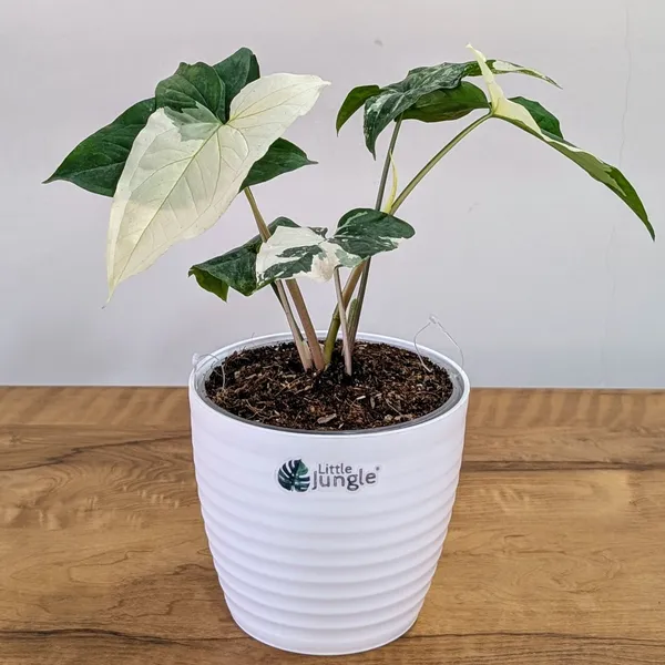 Syngonium_Albo_Variegata,_With_White_Decor_Plant