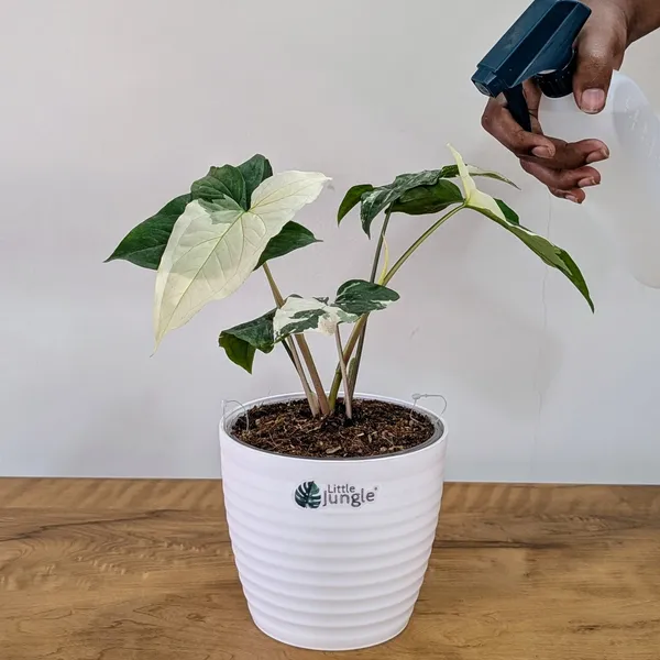Syngonium_Albo_Variegata,_With_White_Decor_Plant