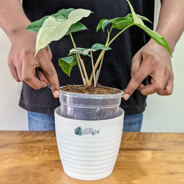 Syngonium_Albo_Variegata,_With_White_Decor_Plant