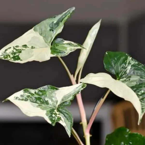 Syngonium_Albo_Variegata,_With_White_Decor_Plant