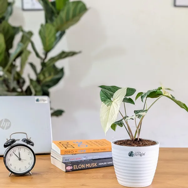 Syngonium_Albo_Variegata,_With_White_Decor_Plant