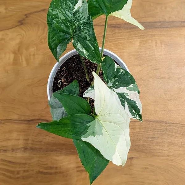 Syngonium_Albo_Variegata,_With_White_Decor_Plant