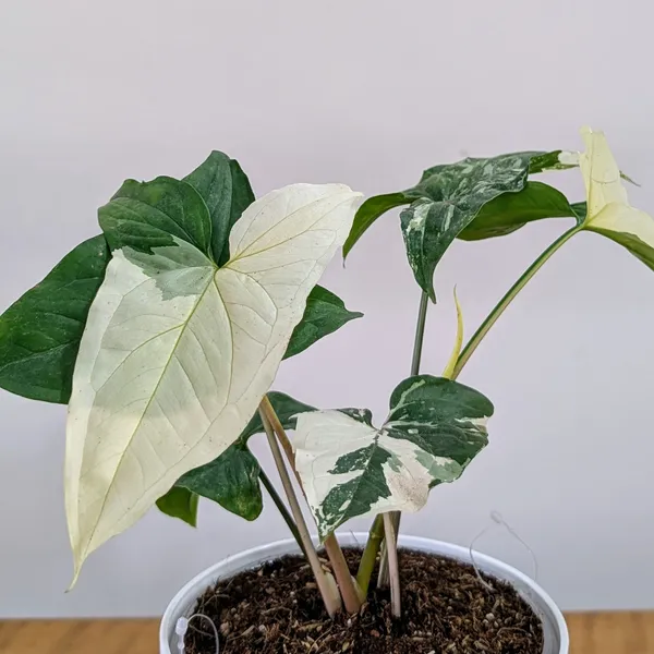 Syngonium_Albo_Variegata,_With_White_Decor_Plant