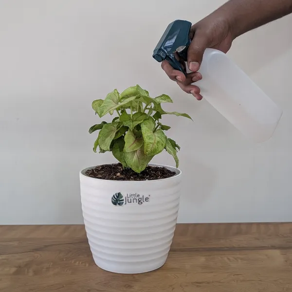 Syngonium_Mango_Allusion,_With_White_Decor_Plant