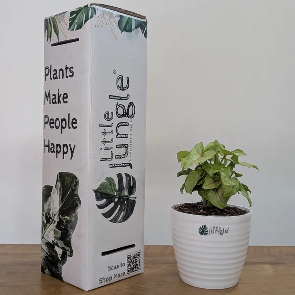 Syngonium_Mango_Allusion,_With_White_Decor_Plant