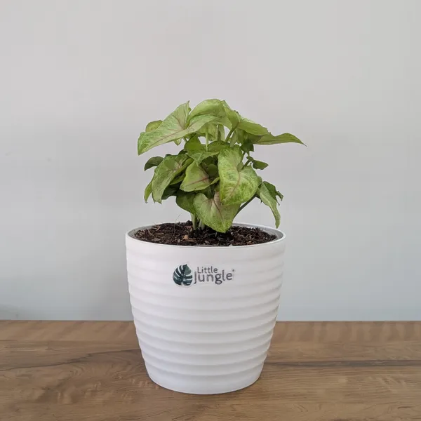 Syngonium_Mango_Allusion,_With_White_Decor_Plant