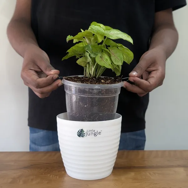 Syngonium_Mango_Allusion,_With_White_Decor_Plant