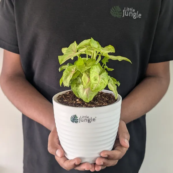 Syngonium_Mango_Allusion,_With_White_Decor_Plant