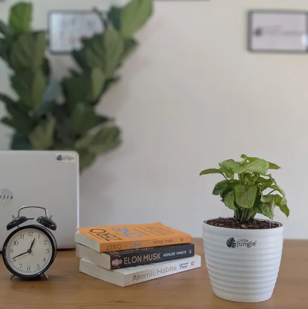 Syngonium_Mango_Allusion,_With_White_Decor_Plant