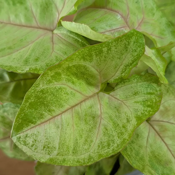 Syngonium_Mango_Allusion,_With_White_Decor_Plant