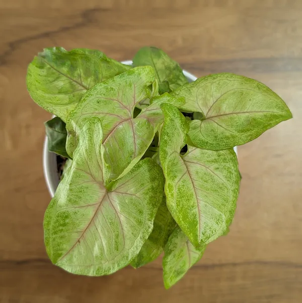 Syngonium_Mango_Allusion,_With_White_Decor_Plant