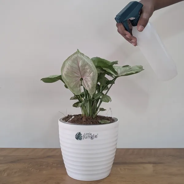 Syngonium_Cream_Allusion,_With_White_Decor_Plant
