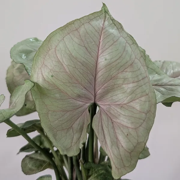 Syngonium_Cream_Allusion,_With_White_Decor_Plant