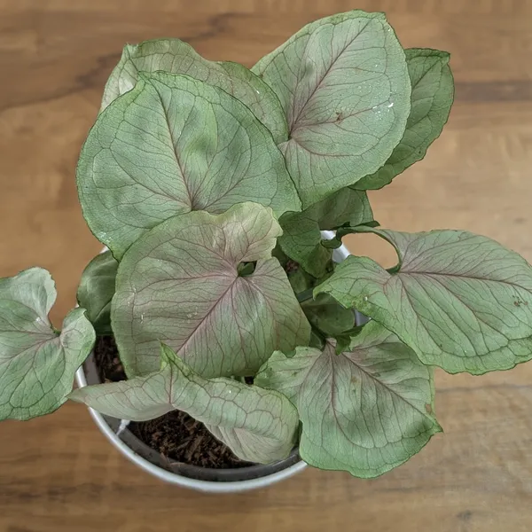 Syngonium_Cream_Allusion,_With_White_Decor_Plant