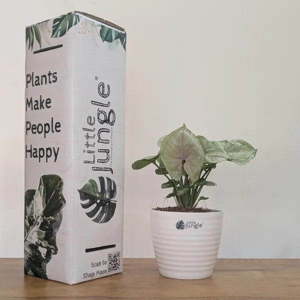 Syngonium_Cream_Allusion,_With_White_Decor_Plant