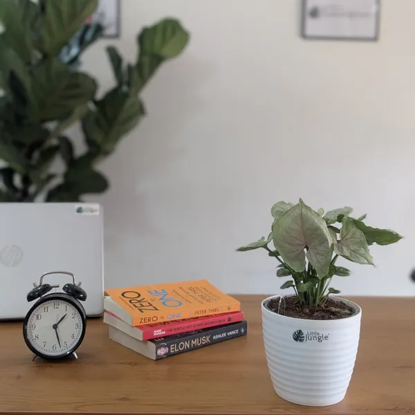 Syngonium_Cream_Allusion,_With_White_Decor_Plant