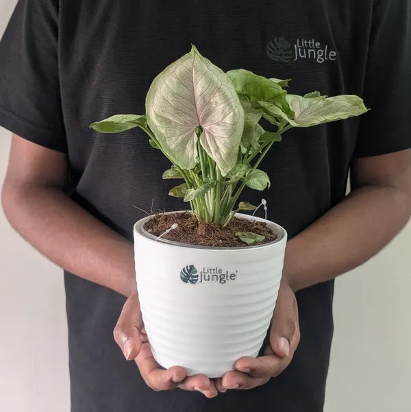 Syngonium_Cream_Allusion,_With_White_Decor_Plant