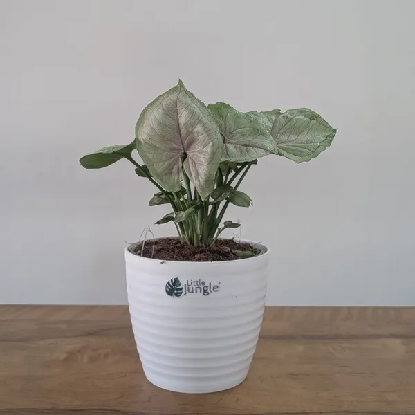 Syngonium_Cream_Allusion,_With_White_Decor_Plant