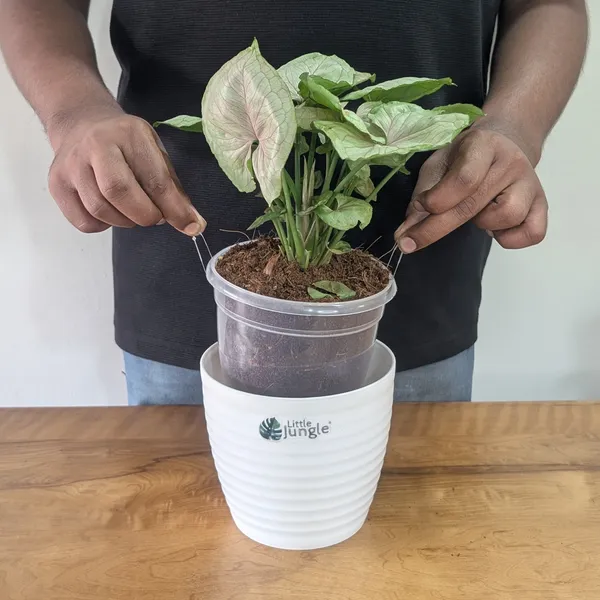 Syngonium_Cream_Allusion,_With_White_Decor_Plant