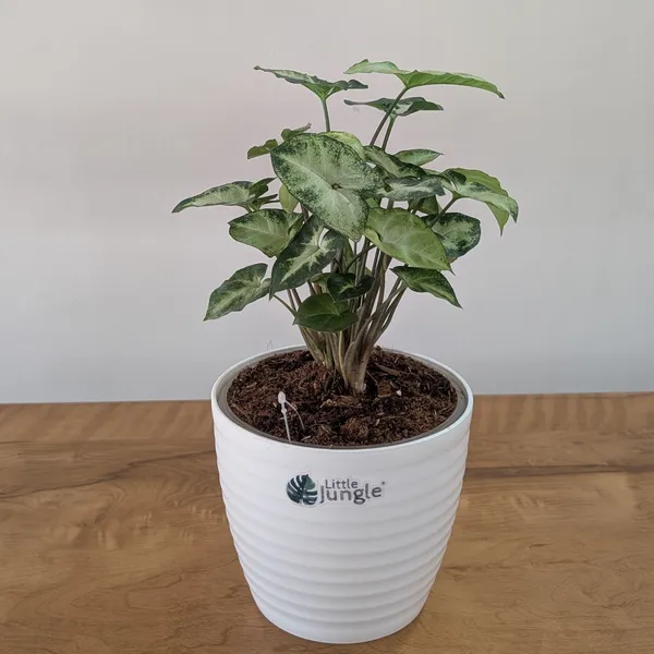 Syngonium_Pixie,_With_White_Decor_Plant