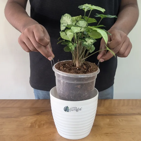Syngonium_Pixie,_With_White_Decor_Plant