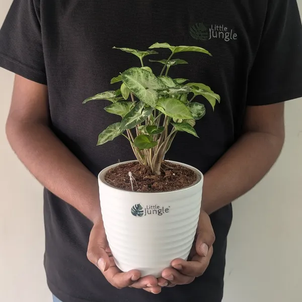 Syngonium_Pixie,_With_White_Decor_Plant