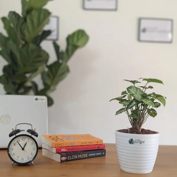 Syngonium_Pixie,_With_White_Decor_Plant