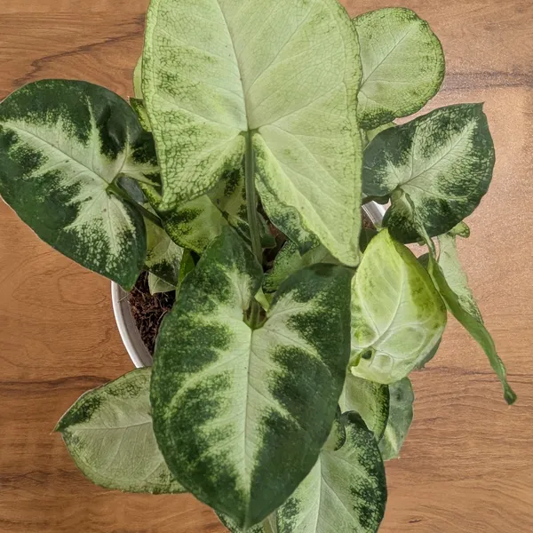 Syngonium_Pixie,_With_White_Decor_Plant