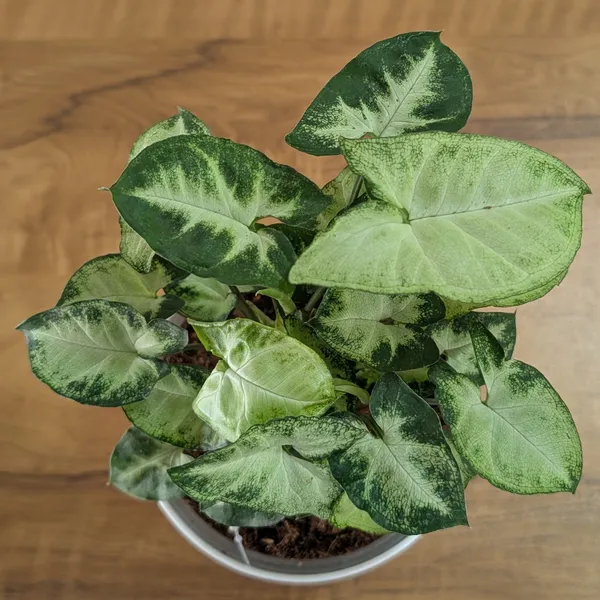 Syngonium_Pixie,_With_White_Decor_Plant