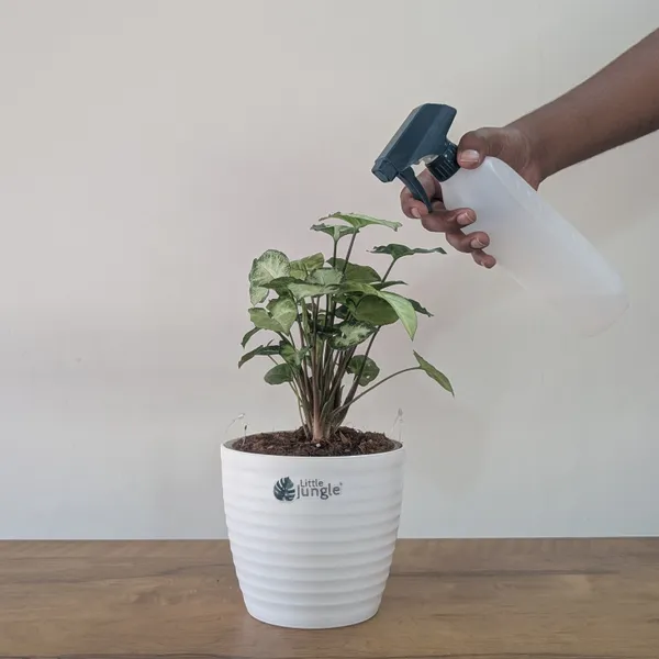 Syngonium_Pixie,_With_White_Decor_Plant