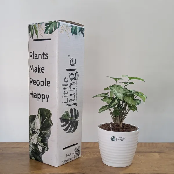 Syngonium_Pixie,_With_White_Decor_Plant