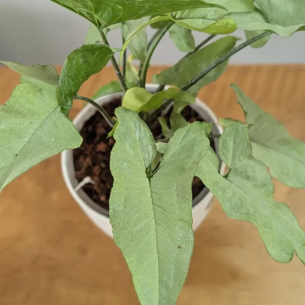 Syngonium_Holly,_With_White_Decor_Plant