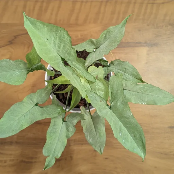 Syngonium_Holly,_With_White_Decor_Plant