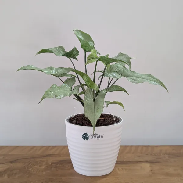 Syngonium_Holly,_With_White_Decor_Plant