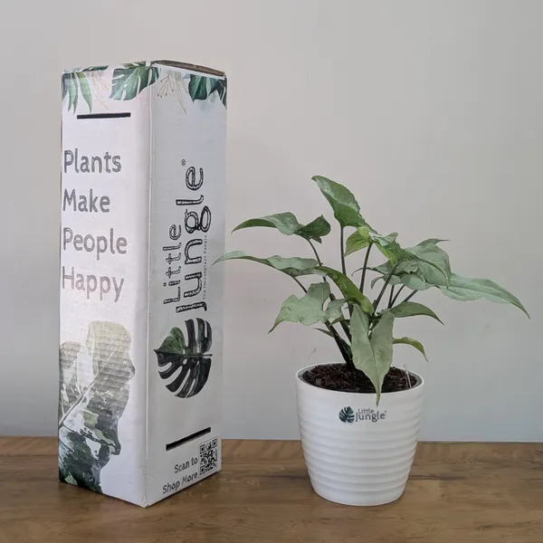 Syngonium_Holly,_With_White_Decor_Plant
