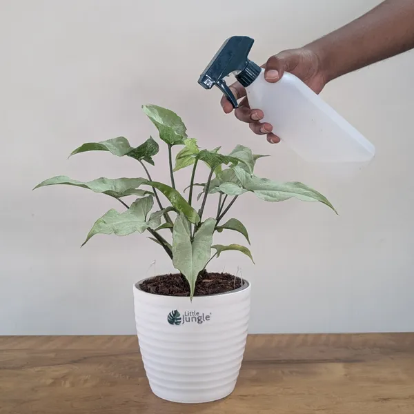 Syngonium_Holly,_With_White_Decor_Plant