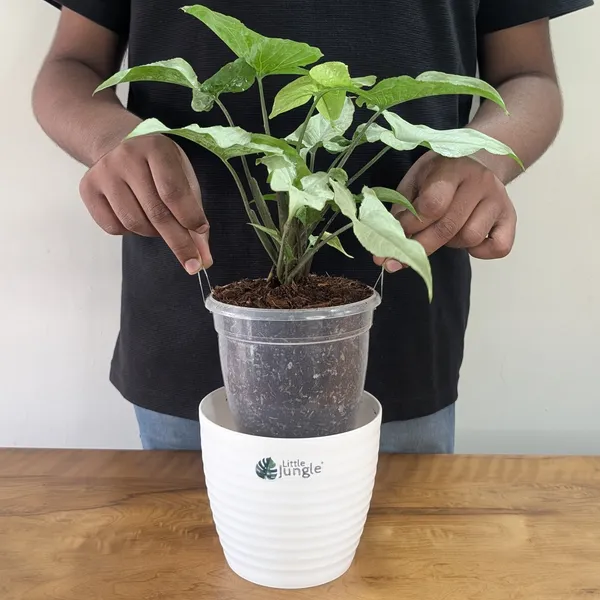Syngonium_Holly,_With_White_Decor_Plant