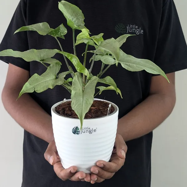 Syngonium_Holly,_With_White_Decor_Plant