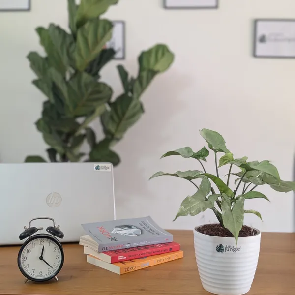 Syngonium_Holly,_With_White_Decor_Plant