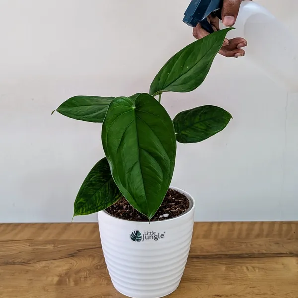 Syngonium_Chiapnese,_With_White_Decor_Plant