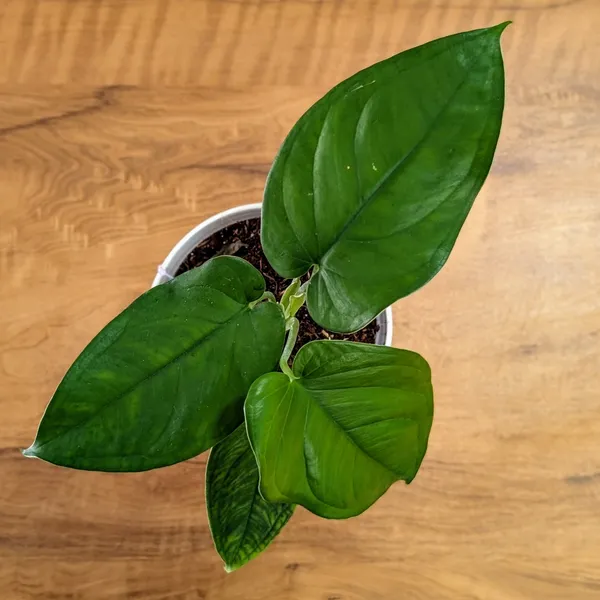 Syngonium_Chiapnese,_With_White_Decor_Plant