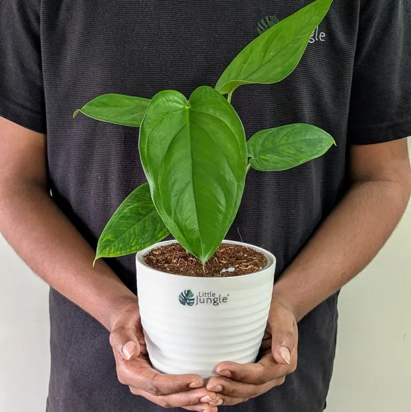 Syngonium_Chiapnese,_With_White_Decor_Plant