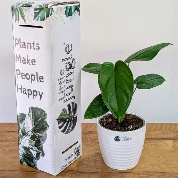 Syngonium_Chiapnese,_With_White_Decor_Plant